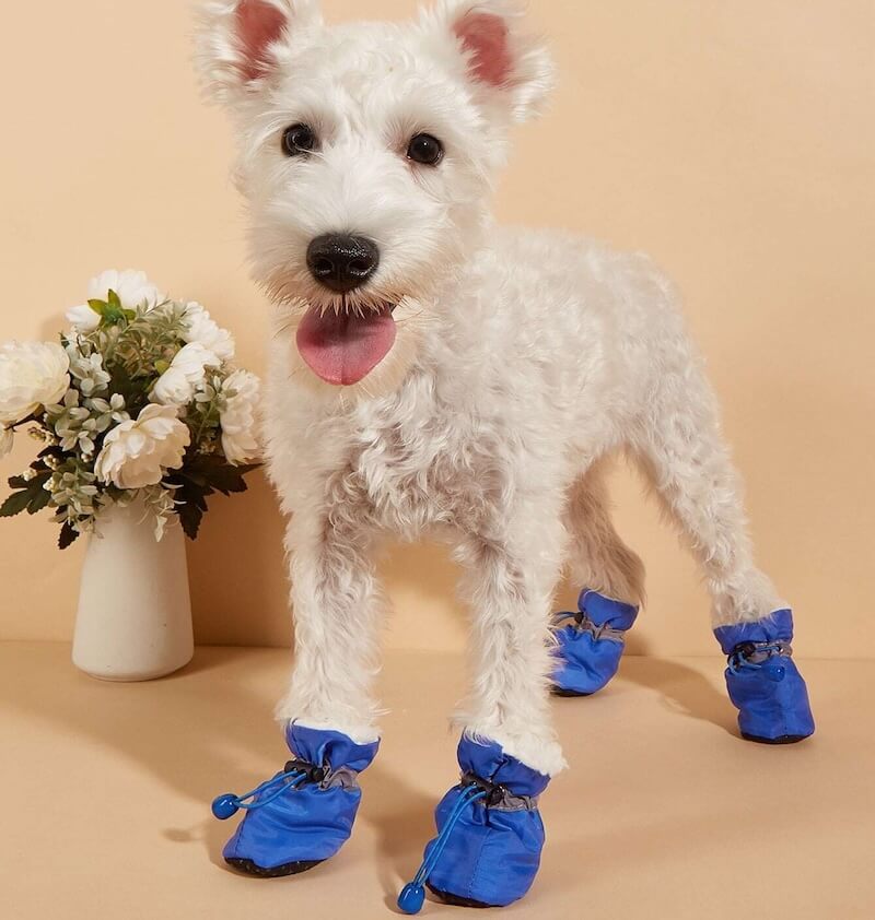 PetSafe Shoes™  (FREE Today)