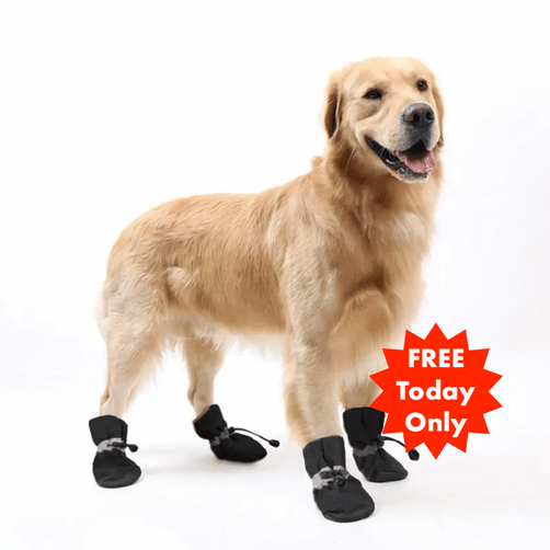 PetSafe Shoes™  (FREE Today)