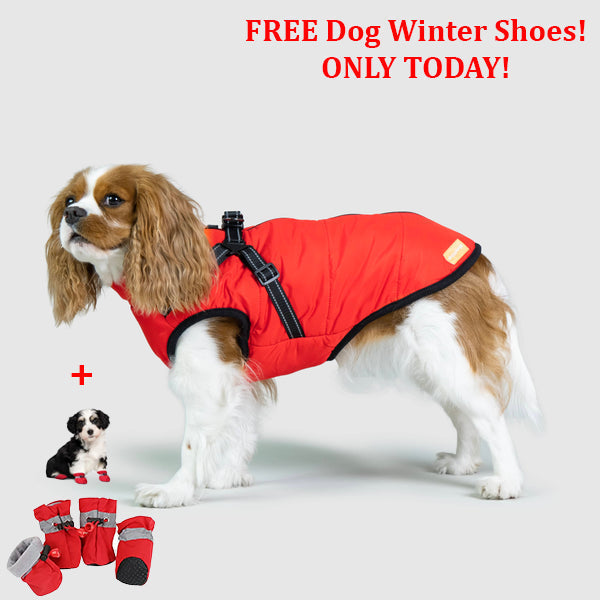 PetSafe 3 in 1 Jacket + FREE Shoes