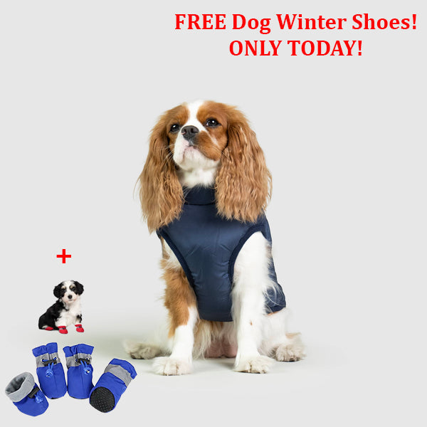 PetSafe 3 in 1 Jacket + FREE Shoes