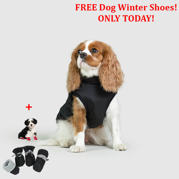 PetSafe 3 in 1 Jacket + FREE Shoes