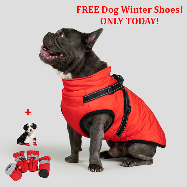 PetSafe 3 in 1 Jacket + FREE Shoes