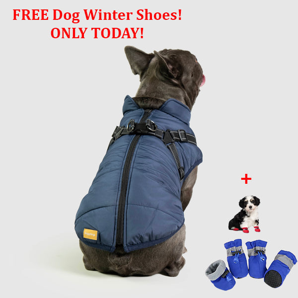 PetSafe 3 in 1 Jacket + FREE Shoes