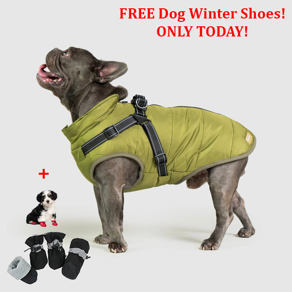 PetSafe 3 in 1 Jacket + FREE Shoes