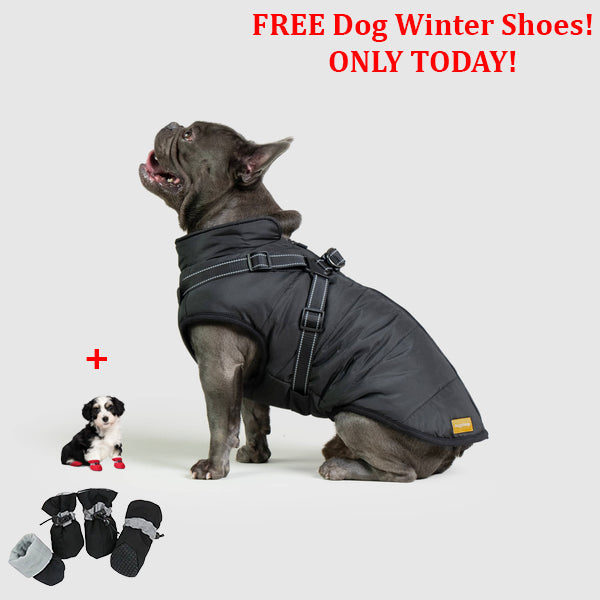 PetSafe 3 in 1 Jacket + FREE Shoes