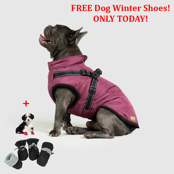 PetSafe 3 in 1 Jacket + FREE Shoes