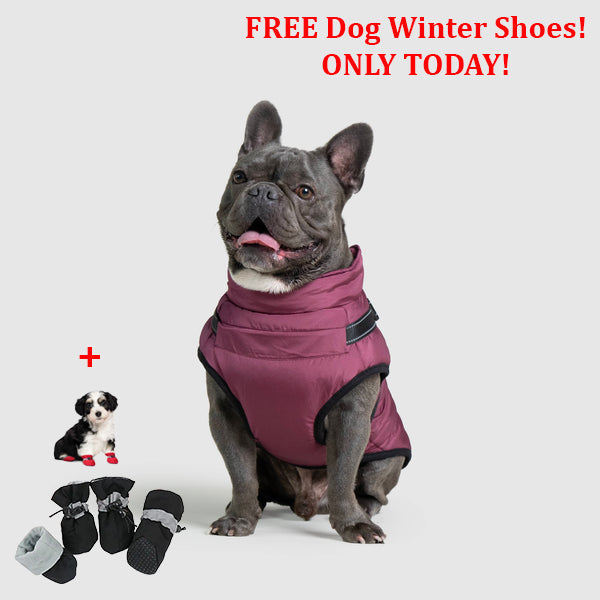 PetSafe 3 in 1 Jacket + FREE Shoes