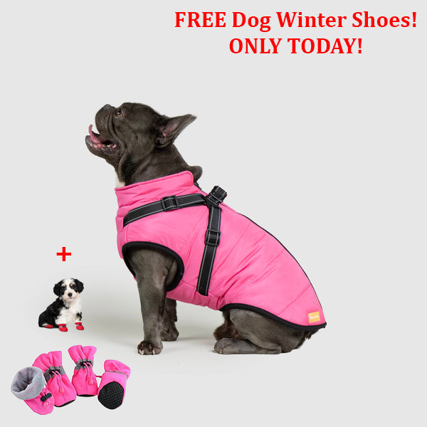 PetSafe 3 in 1 Jacket + FREE Shoes