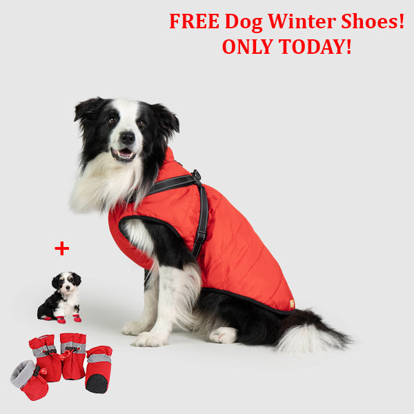 PetSafe 3 in 1 Jacket + FREE Shoes