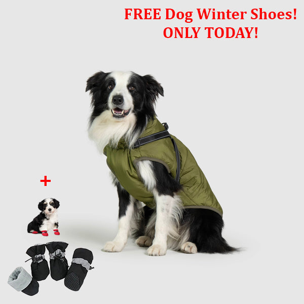 PetSafe 3 in 1 Jacket + FREE Shoes