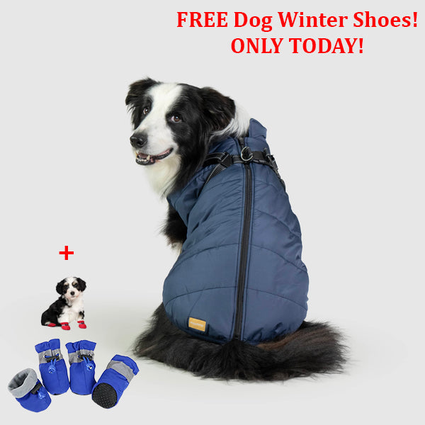 PetSafe 3 in 1 Jacket + FREE Shoes