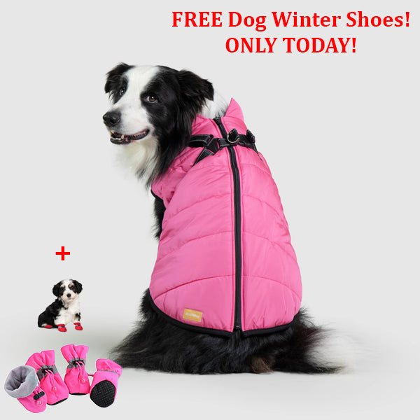 PetSafe 3 in 1 Jacket + FREE Shoes