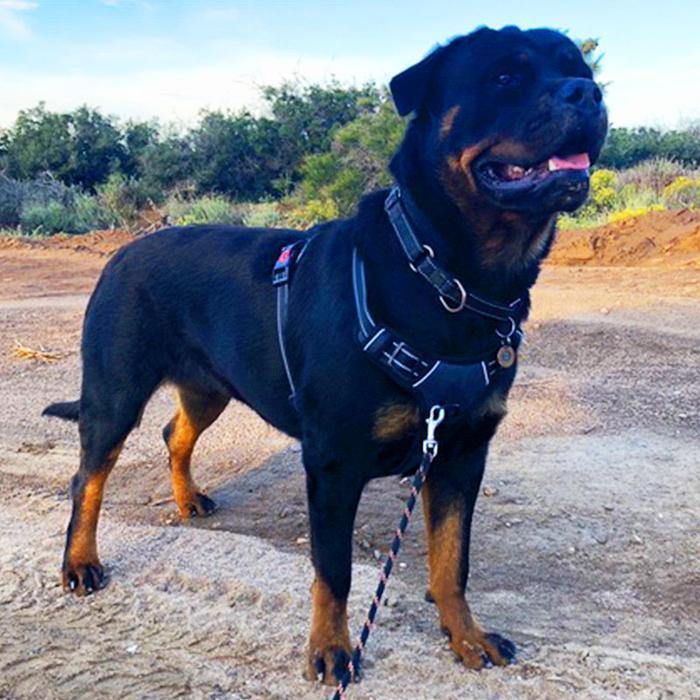 SpeedyPet Harness - Dog Safety